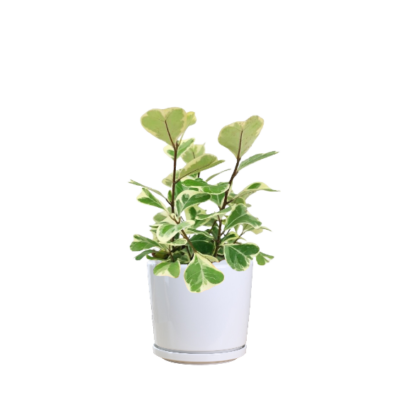 Ficus deltoidea (variegated) - Image 2